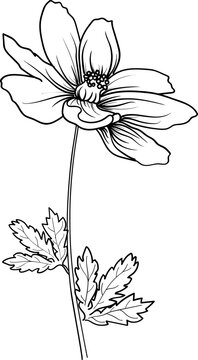 Marigold Flower Outline Illustration