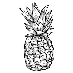pineapple hand drawn