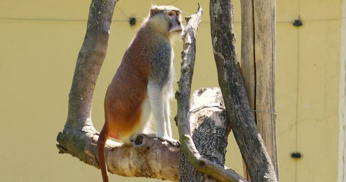 Patas Monkey Perched on a Tree