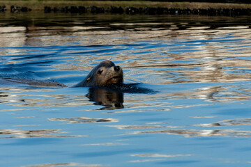Fototapeta premium An image of a single sea lion swimming in harbor waters.
