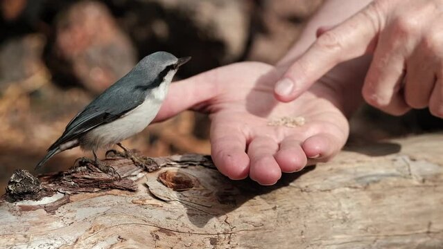 closeup of a wild nuthatch pecking bread crumbs from a people hand. feeding birds in the wild in the forest. hungry birds. love of nature. sustainable environment. slow motion.