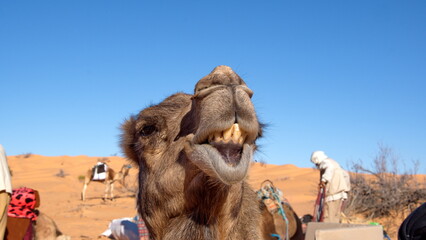 Close up of a dromedary camel (Camelus dromedarius) with a funny expression in the Sahara Desert, outside of Douz, Tunisia