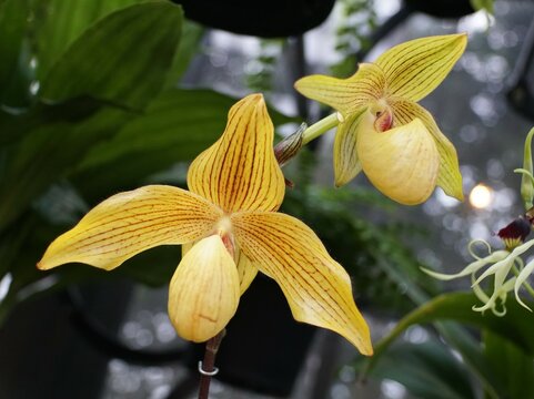 Beautiful Paphiopedilum Dollgoldi yellow orchid flowers