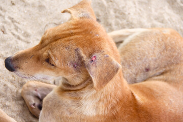 Animal injured or brown dog have red wound on ear top view background
