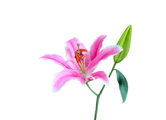 Colorful inflorescence pink lily flower blooming with bud and green leaf isolated on white background , clipping path