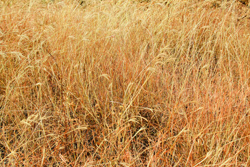 The condition of the dry grass plants that were used to kill herbicides.