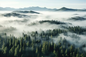 Foggy morning in the Carpathian Mountains, Ukraine, thick fog covered with thick coniferous forest. forest with a bird's eye view, AI Generated - obrazy, fototapety, plakaty