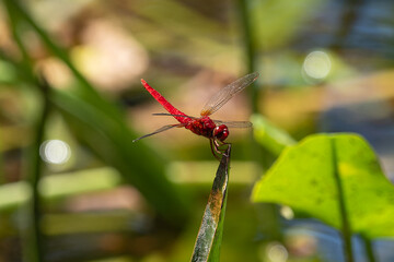 ショウジョウトンボ