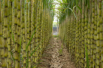 Sugarcane plants grow in field - obrazy, fototapety, plakaty