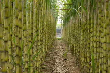 Papier Peint photo Lavable Herbe Sugarcane plants grow in field