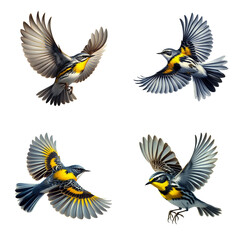 A set of male and female Yellow-rumped Warblers flying on a transparent background
