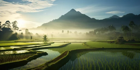 Foto op Canvas Rural paddy field in Sabah Malaysia at morning © Kien