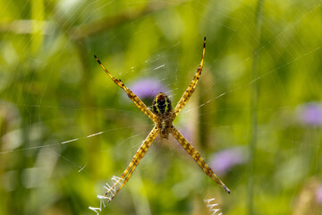 Super macro image of  spider with nature background