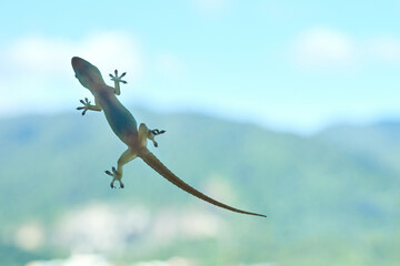 Gecko or house lizard on sky blue background
