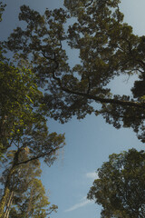 Nature's sentinel: A majestic tall tree stretching towards a vast blue sky, a timeless symbol of strength and freedom.