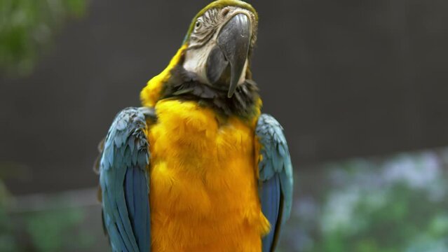 Close-up of a Blue-and-yellow macaw Ara ararauna as it is preening to clean its feathers, inside a zoo in Bangkok, Thailand.
