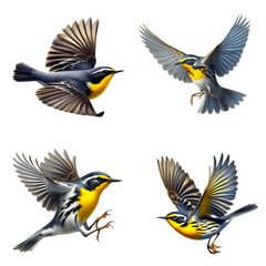 A set of male and female Yellow-throated Warblers flying on a transparent background