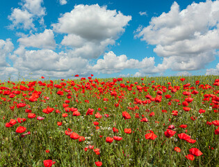 A red poppy blooms in a wheat field. Summer meadow with bright poppies.