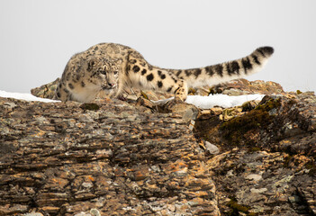 Snow Leopard
