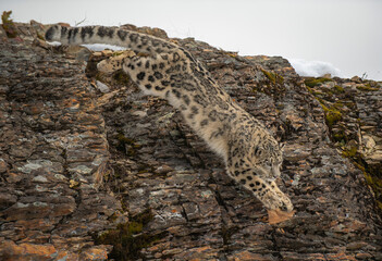 Snow Leopard
