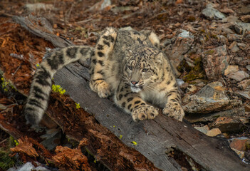 Snow Leopard