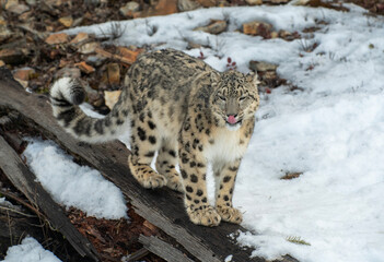 Snow Leopard
