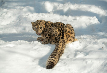 Obraz premium Snow Leopard