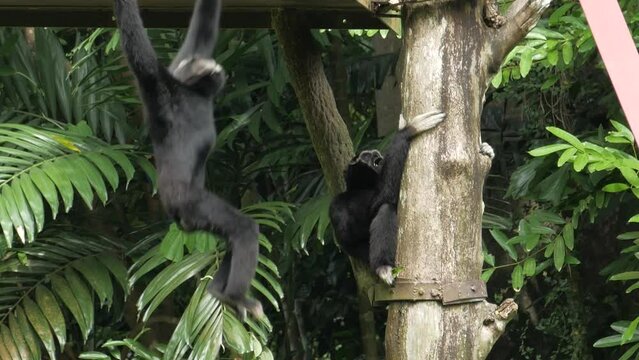 black monkey sitting on tree branch 