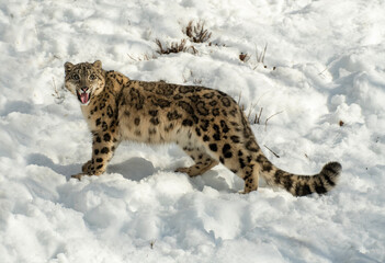 Snow Leopard