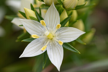 シロバナムラサキセンブリ,