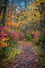path in autumn park