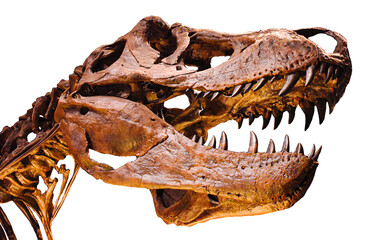 T-Rex Head fossil © Celeste