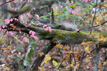 flowers in the woods