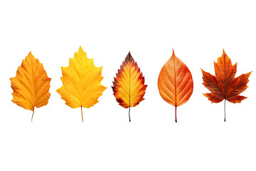 autumn leaves on an isolated transparent background