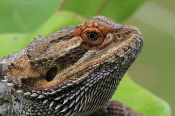 Portrait of a Bearded Dragon Lizard 
Bearded dragon close up.