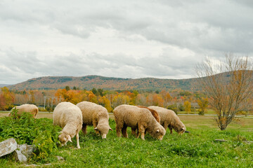sheep in the meadow
