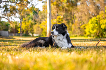Naklejka na ściany i meble Portrait of a beautiful male Border Collie puppy in the dog park on the green grass.