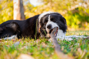 Portrait of a beautiful male Border Collie puppy in the dog park on the green grass.