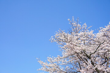咲き誇る桜と春空の背景