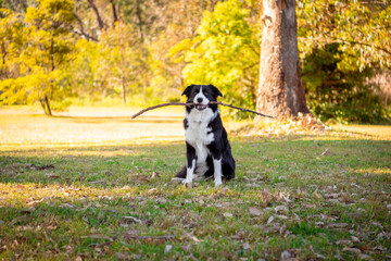 Naklejka na ściany i meble Portrait of a beautiful male Border Collie puppy in the dog park on the green grass.