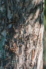 Texture of the bark of an old apple tree, background.