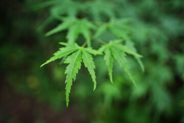 Abstract background with summer leaves.