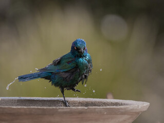 Cape Glossy Starling bathing during the day.
