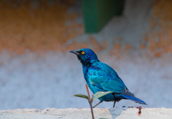 Glossy Cape Starling walking on the wall with a mixed background.
