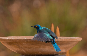 Glossy Cape Starling bathing in the garden.
