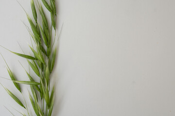 green oat leaves on white background