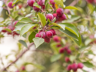 Obraz premium Bright red small wild apples among the yellow leaves in autumn.