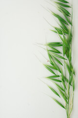 green oat leaves on white background