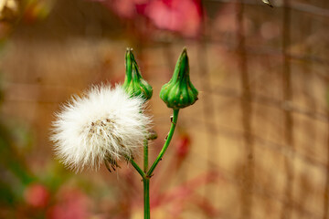 seeds of dandelion in the wind