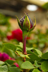 red rose bud